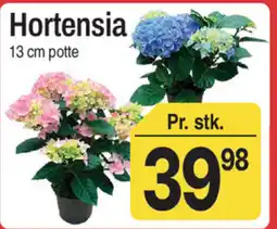 ABC Lavpris Hortensia tilbud