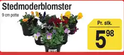 ABC Lavpris Stedmoderblomster tilbud