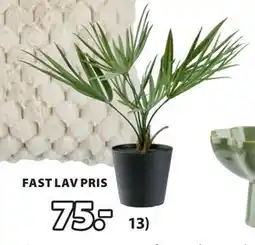 JYSK PAUL kunstig plante tilbud