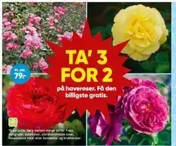 Bilka TA’ 3 FOR 2 på haveroser tilbud