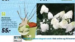 Bilka Hortensia paniculata tilbud