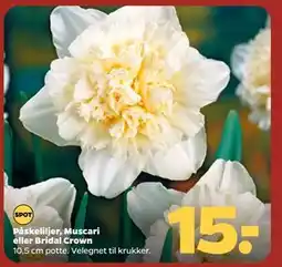 Netto Påskeliljer, Muscari eller Bridal Crown tilbud