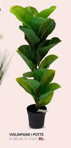 Daells Bolighus VIOLINFIGNE I POTTE tilbud