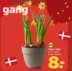 Netto Tete a Tete tilbud