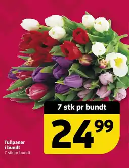 Løvbjerg Tulipaner i bundt tilbud