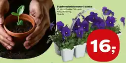 SuperBrugsen Stedmoderblomster i bakke tilbud