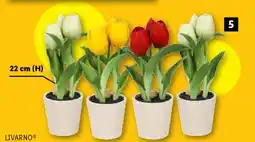 Lidl LIVARNOⓇ Kunstige tulipaner i potte tilbud