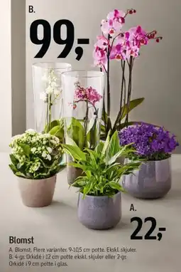 Føtex Blomst (B.) tilbud