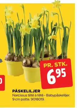 jem & fix PÅSKELILJER tilbud