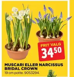 jem & fix MUSCARI ELLER NARCISSUS BRIDAL CROWN tilbud