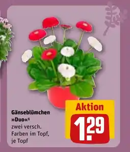 REWE DE Gänseblümchen duo tilbud