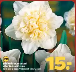 Netto Påskeliljer / Muscari / Bridal Crown tilbud