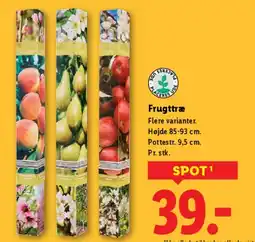Lidl Frugttræer tilbud
