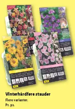 Lidl Vinterhårdføre stauder tilbud