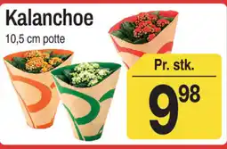 ABC Lavpris Kalanchoe tilbud