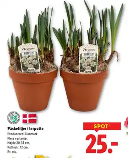Lidl Påskeliljer i lerpotte tilbud