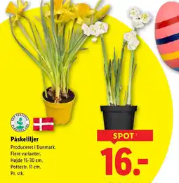 Lidl Påskeliljer tilbud