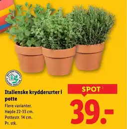 Lidl Italienske krydderurter i potte tilbud