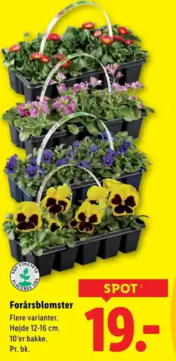 Lidl Forårsblomster tilbud
