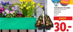 Lidl Forårsblomster i 6'er bakker tilbud