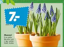Bilka Muscari tilbud
