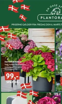 Plantorama HAVEHORTENSIA tilbud
