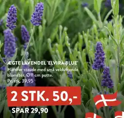 Plantorama ÆGTE LAVENDEL 'ELVIRA BLUE' tilbud
