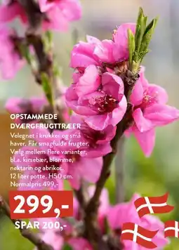 Plantorama Opstammede dværgfrugttræer tilbud