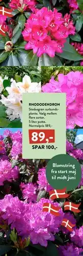 Plantorama Rhododendron tilbud