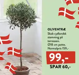Plantorama OLIVENTRÆ tilbud
