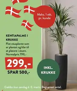 Plantorama Kentia palme i krukke tilbud