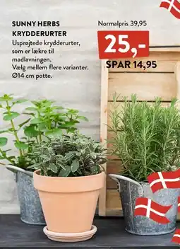 Plantorama Sunny Herbs krydderurter tilbud