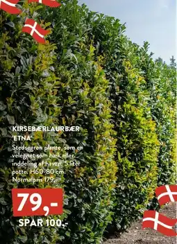 Plantorama Kirsebærlaurbær 'Etna' tilbud