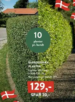Plantorama Barrodshæk / hækplanter tilbud