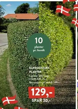 Plantorama BARRODSHÆK-PLANTER tilbud
