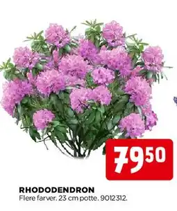 jem & fix Rhododendron tilbud