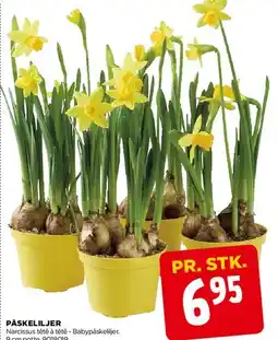 jem & fix Påskeliljer tilbud
