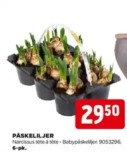 jem & fix Påskeliljer (6-pak) tilbud