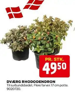 jem & fix Dværg Rhododendron tilbud