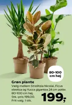 Kvickly Grøn plante tilbud