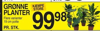 ABC Lavpris Grønne planter tilbud