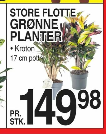 ABC Lavpris Grønne planter tilbud