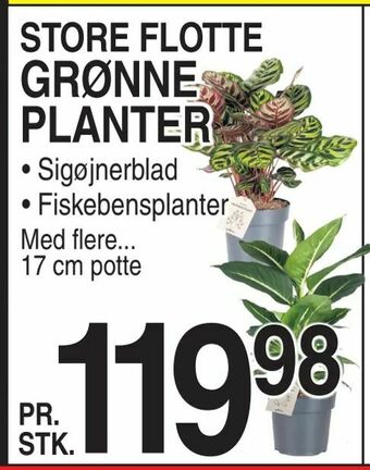 Grønne planter