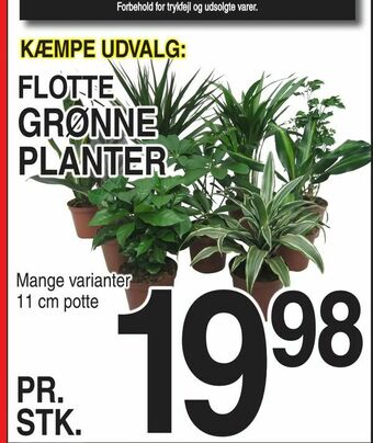 ABC Lavpris Grønne planter tilbud
