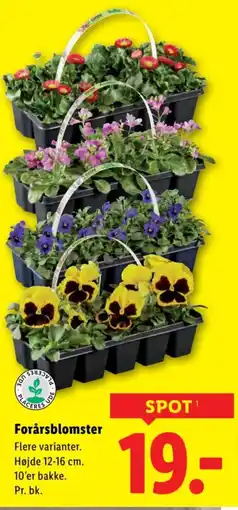 Lidl Forårsblomster tilbud