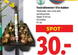 Lidl Forårsblomster i 6'er bakker tilbud