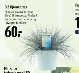 Føtex Blå Bjørnegræs tilbud
