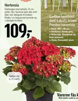 Føtex Hortensia tilbud