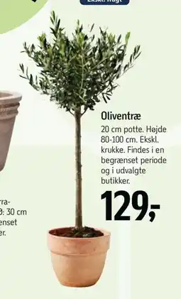 Føtex Oliventræ tilbud