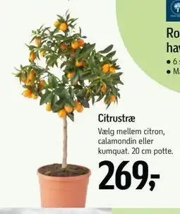 Føtex Citrustræ tilbud